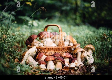 Panier de champignons blancs comestibles. Boletus edulis. Collectez des porcini en forêt Banque D'Images