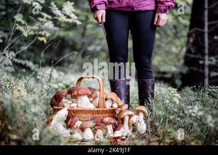 Panier de champignons blancs comestibles. Boletus edulis. Collectez des porcini en forêt Banque D'Images
