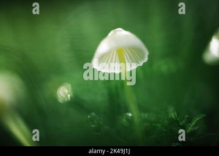 Superbe photo macro d'un seul champignon forestier en mousse. Photographie macro nature Banque D'Images