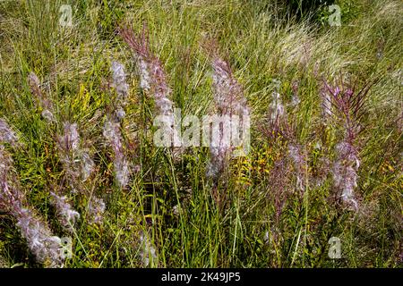 Fleurs violettes de la Fireweed, également appelée Epilobium angustifolium Banque D'Images