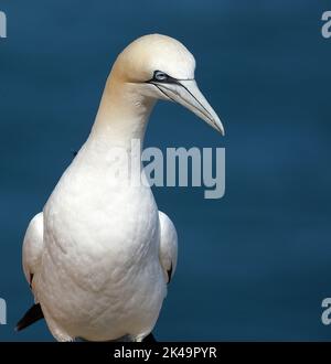 Gannet aux falaises de Bempton sur la côte est du yorkshire, Royaume-Uni. Banque D'Images