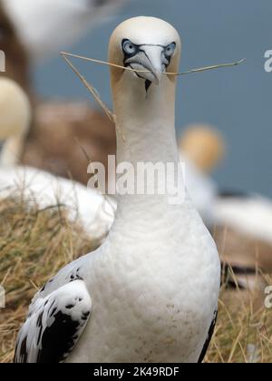 Gannet aux falaises de Bempton sur la côte est du yorkshire, Royaume-Uni. Banque D'Images