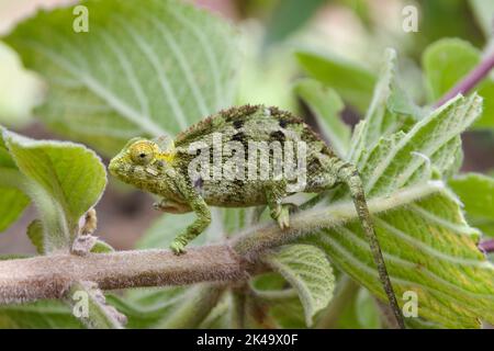 Un chameleon vert gracieux sur une branche en Ouganda Banque D'Images