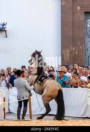 Fuengirola, Malaga, Espagne. 09/17/2022. Exposition de dressage lors de la célébration de la Journée du cheval à Fuengirola. Banque D'Images