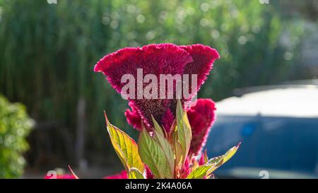 Gros plan d'une fleur rouge exotique Celosia Cristata focalisation sélective Banque D'Images