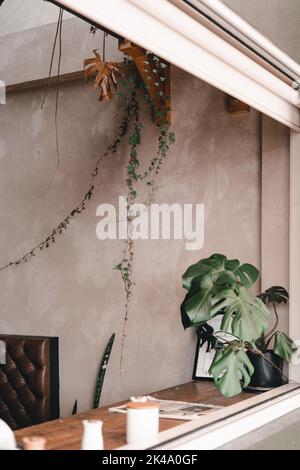 grande fenêtre dans l'intérieur agréable du café et belle plante sur la table en bois à côté du journal éclairé par la lumière du soleil, le bar mylk, nouvelle-zélande Banque D'Images