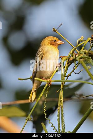 Le castor masqué VitaLine (Ploceus vitellinus) croise peut-être avec le castor masqué du Sud (P.velatus) femelle adulte perchée sur la vigne, espèce introduite S Banque D'Images