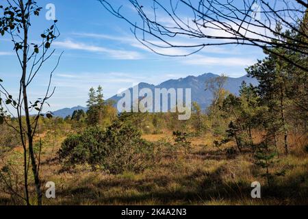 Magnifique haut bog paysage réserve naturelle appelée Kendlmühlfilzen avec des montagnes en arrière-plan en Bavière en Allemagne Banque D'Images