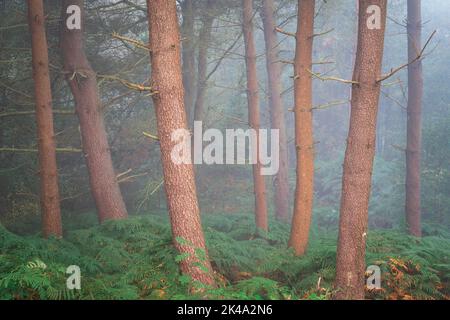 Une lumière subtile pendant une matinée brumeuse sur Otley Chevin provoque une lueur rouge douce sur les arbres tandis que le soleil s'élève lentement au début de l'automne. Banque D'Images