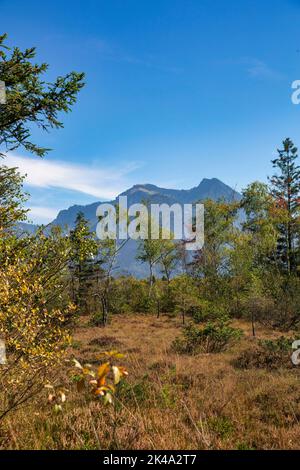 Magnifique haut bog paysage réserve naturelle appelée Kendlmühlfilzen avec des montagnes en arrière-plan en Bavière en Allemagne Banque D'Images