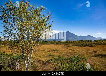 Magnifique haut bog paysage réserve naturelle appelée Kendlmühlfilzen avec des montagnes en arrière-plan en Bavière en Allemagne Banque D'Images