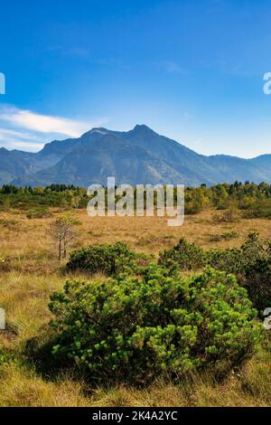 Magnifique haut bog paysage réserve naturelle appelée Kendlmühlfilzen avec des montagnes en arrière-plan en Bavière en Allemagne Banque D'Images