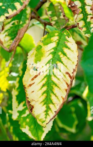 Cerisier (prunus avium), gros plan d'une feuille en train de mourir accrochée à l'arbre parmi d'autres feuilles en meilleure santé, peut-être en raison d'une maladie ou d'un organisme nuisible. Banque D'Images