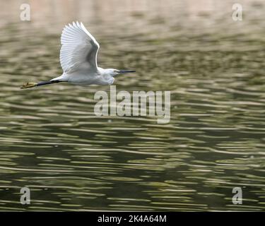 Un petit Egret survolant un lac Banque D'Images