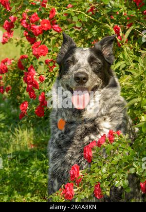 Chien à pois noir et blanc entouré de roses rouges sous le soleil d'été, en regardant le spectateur Banque D'Images