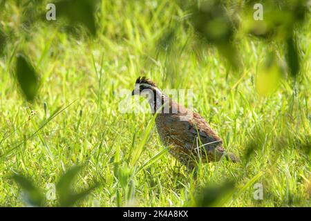 Magnifique caille de Bobwhite mâle dans l'herbe, vue à travers les feuilles d'arbre Banque D'Images