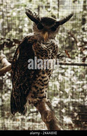 Un gros plan d'un aigle-hibou à ventre direct dans la cage perchée sur la branche de l'arbre avec la cage Banque D'Images