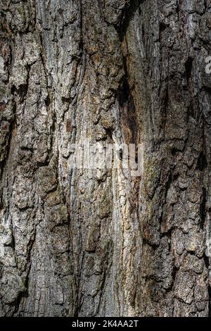 Écorce de chêne de Downy ou pubescent (Quercus pubescens) Banque D'Images