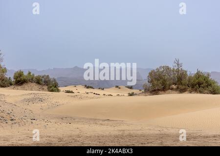 Un beau paysage de dunes de sable et d'arbres verts au loin Banque D'Images