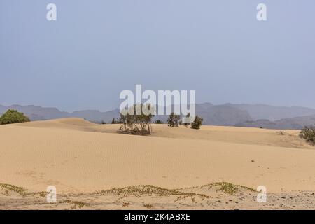 Un beau paysage de dunes de sable et d'arbres verts au loin Banque D'Images