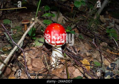 De jeunes mouches des champignons agariques sur la forêt en automne, Amanita muscaria Banque D'Images