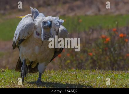 Vautour du Cap Griffon dans le château de Giant en Afrique du Sud Banque D'Images