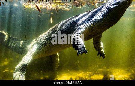 Un crocodile à l'intérieur de l'eau à travers la fenêtre de verre dans le parc aux crocodiles de Chennai Banque D'Images