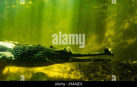 Un crocodile à l'intérieur de l'eau à travers la fenêtre de verre dans le parc aux crocodiles de Chennai Banque D'Images