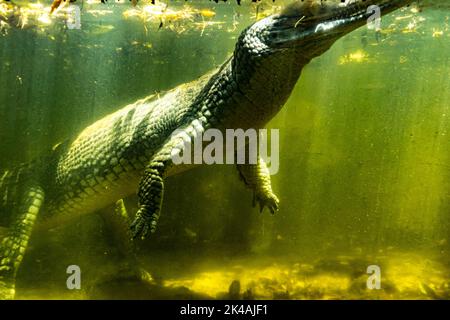 Un crocodile à l'intérieur de l'eau à travers la fenêtre de verre dans le parc aux crocodiles de Chennai Banque D'Images