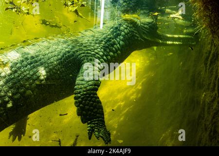 Un crocodile à l'intérieur de l'eau à travers la fenêtre de verre dans le parc aux crocodiles de Chennai Banque D'Images