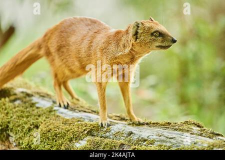 Mongoose jaune (Cynictis penicillata) debout sur le sol, Bavière, Allemagne Banque D'Images