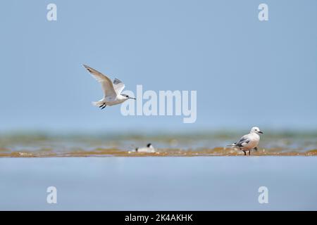 Sandwich sterne (Thalasseus sandvicensis) volant dans le ciel, chasse, delta de l'ebro, Catalogne, Espagne Banque D'Images