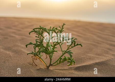 Fusée européenne (Cakile maritima) poussant dans le sable sur la plage, 'Platja del Fangar', réserve naturelle, delta de l'ebro, Catalogne, Espagne Banque D'Images