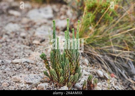 La pierre blanche (album Sedum) grandit au Mont 'la Talaia del Montmell' le soir, Catalogne, Espagne Banque D'Images