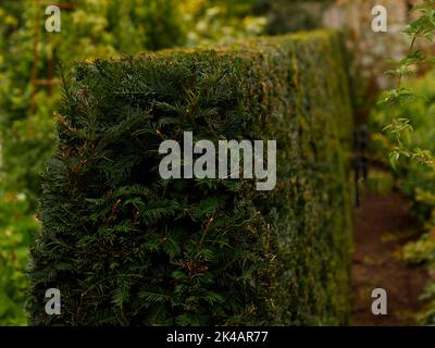 Gros plan d'une couverture de jardin à feuilles persistantes et garnie de l'arbre de conifères Taxus baccata ou English Yew, vu au Royaume-Uni. Banque D'Images