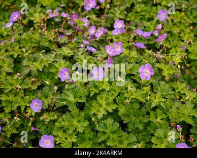 Gros plan des fleurs et des feuilles bleu clair du sol dur couvrant herbacé plante vivace de jardin Geranium wallichianum Azure Rush. Banque D'Images