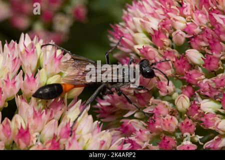 Guêpe de sable commune assise sur des fleurs rouges vues sur la droite Banque D'Images