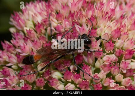 Guêpe de sable commune assise sur des fleurs rouges vues sur la droite Banque D'Images