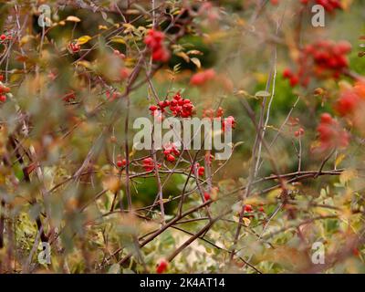 Gros plan sur le jardin d'arbustes vigoureux rose Rosa glauca feuilles gris-pourpres et tiges rouges vus au Royaume-Uni. Banque D'Images