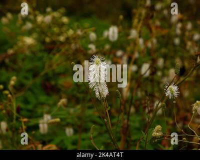 Gros plan de la plante de jardin à fleurs blanches Sanguisorba canadensis avec une fleur en forme de brosse à bouteille à la fin de l'été et de l'automne. Banque D'Images