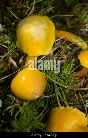 Panachage terne, panachage jaune deux corps de fructification avec des tiges jaunes et des capuchons en mousse verte Banque D'Images