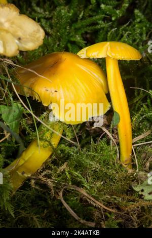 Panachage terne, panachage jaune deux corps de fructification avec des tiges jaunes et des capuchons en mousse verte Banque D'Images