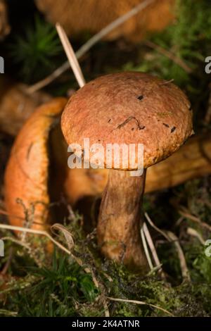 Corps de fructification de mélèze boletus rouge rouillé avec tige et capuchon bruns Banque D'Images