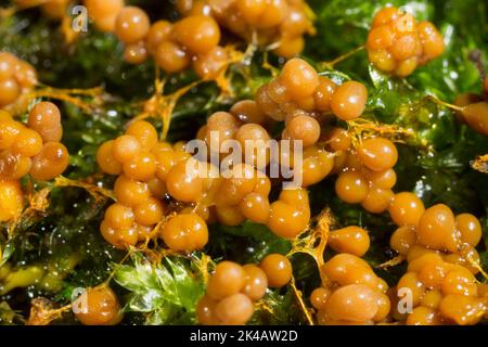 Moule à fructifier de nombreux corps de fructification sphérique jaune-orange les uns à côté des autres sur la mousse verte Banque D'Images