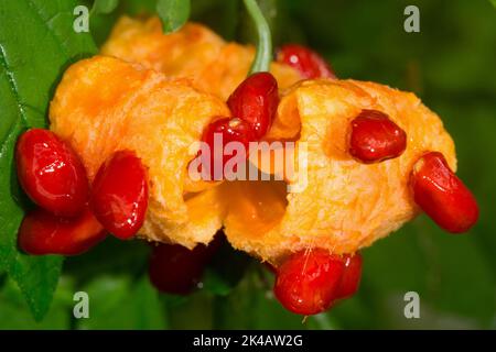 Inflorescence orange de melon amer avec plusieurs graines rouges Banque D'Images