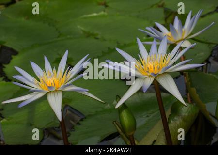 Nénuphars (Nymphaea) x feuilles vertes de daubenyana avec trois fleurs jaune violet-bleu dans l'eau Banque D'Images