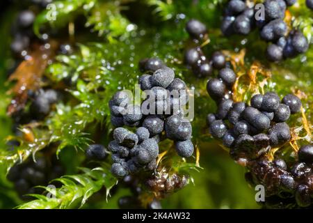 Moule à fructifier de nombreux corps de fructification sphériques bleu foncé les uns à côté des autres sur la mousse verte Banque D'Images