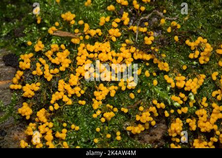 Le moule à fructifier de nombreux corps de fructification sphérique jaune les uns à côté des autres sur la mousse verte Banque D'Images