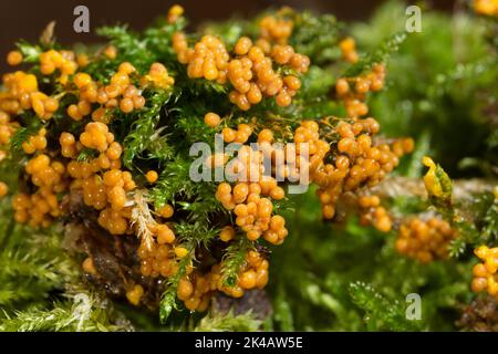 Moule à fructifier de nombreux corps de fructification sphérique jaune-orange les uns à côté des autres sur la mousse verte Banque D'Images