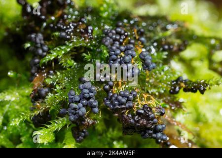 Moule à fructifier de nombreux corps de fructification sphériques bleu foncé les uns à côté des autres sur la mousse verte Banque D'Images